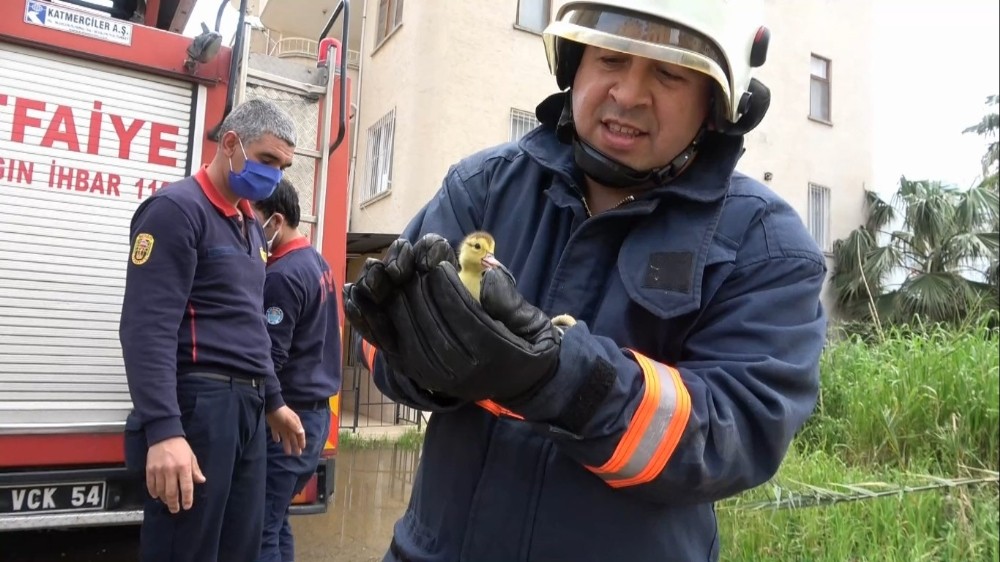 İtfaiye şaşkın ördeğin yavrularını 4. katın balkonundan kurtardı 