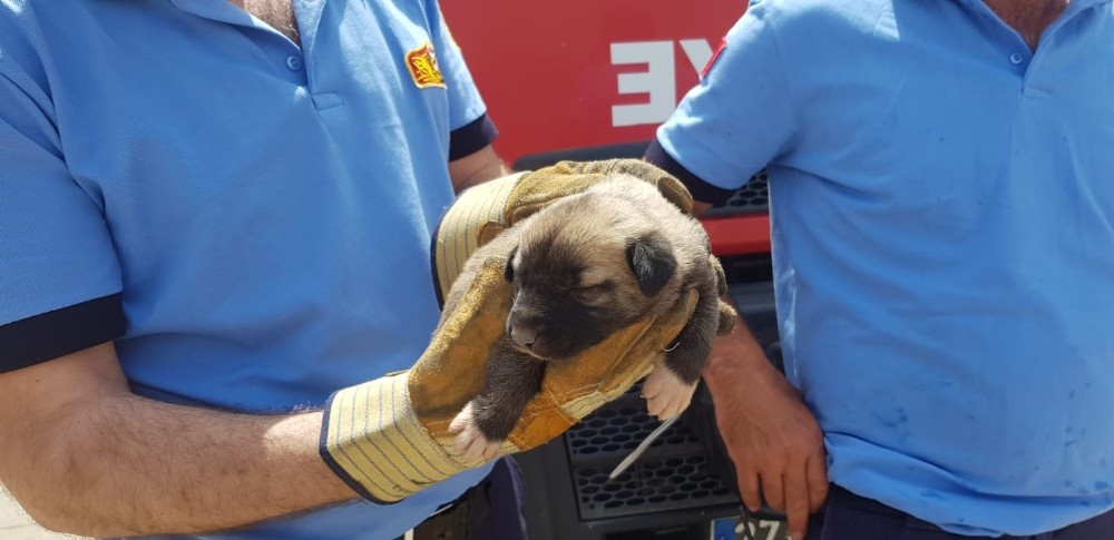 İtfaiye yavru köpek için seferber oldu 