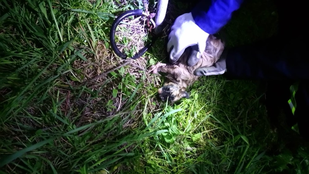 İtfaiyeden insanlık dersi: Ölmek üzere olan köpeği masajla kurtardılar 