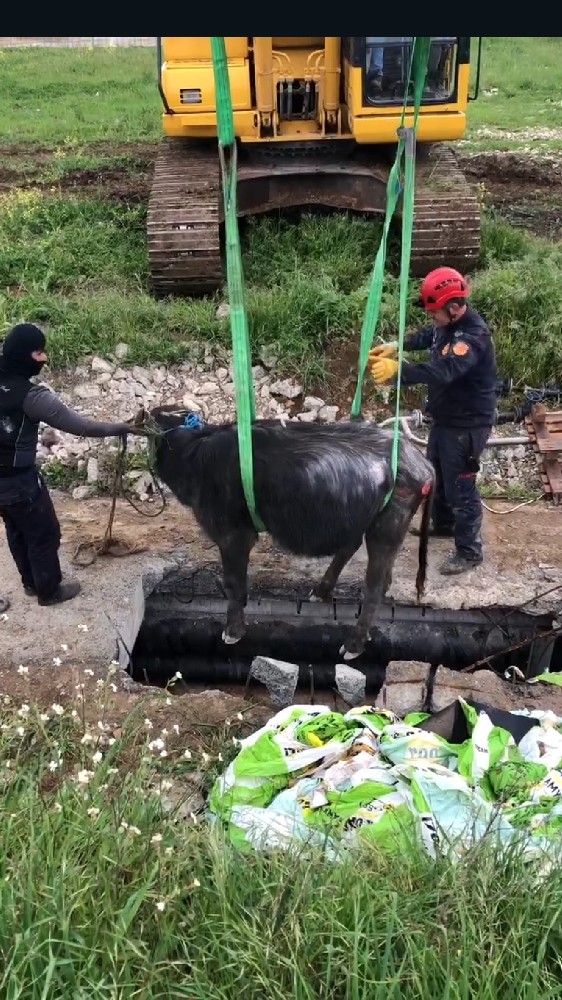 İtfaiyeden manda kurtarma operasyonu 