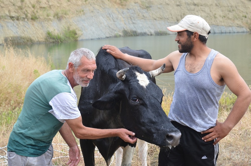 İtfaiyeden nefes kesen inek kurtarma operasyonu 