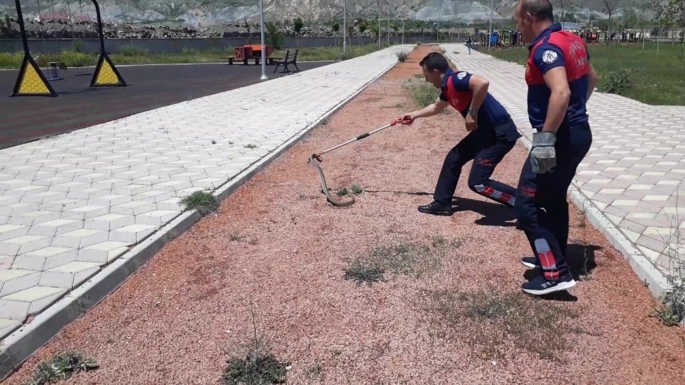 İtfaiyeden yılan operasyonu 