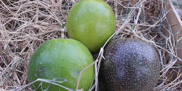 İthal meyveyi Vietnam'da görüp Türkiye'de üretmeye başladı! Aldığı sonuç şaşkına çevirdi