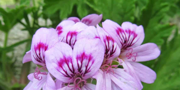 Itır bitkisi nedir, başlıca faydaları nelerdir? Başarılı bulunan Itır yaprağı çayı uzun yıllar önce tavsiye edildi