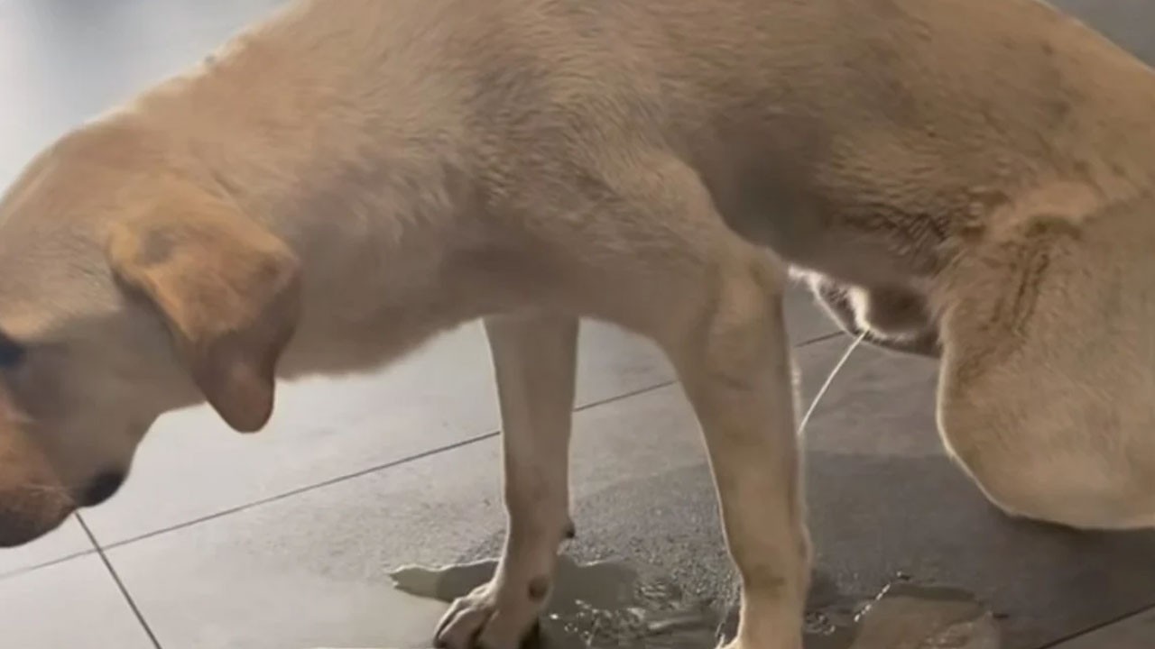 İtperestlere temizletin bu pisliği! Başıboş köpek hastanenin ortasına idrar yaptı