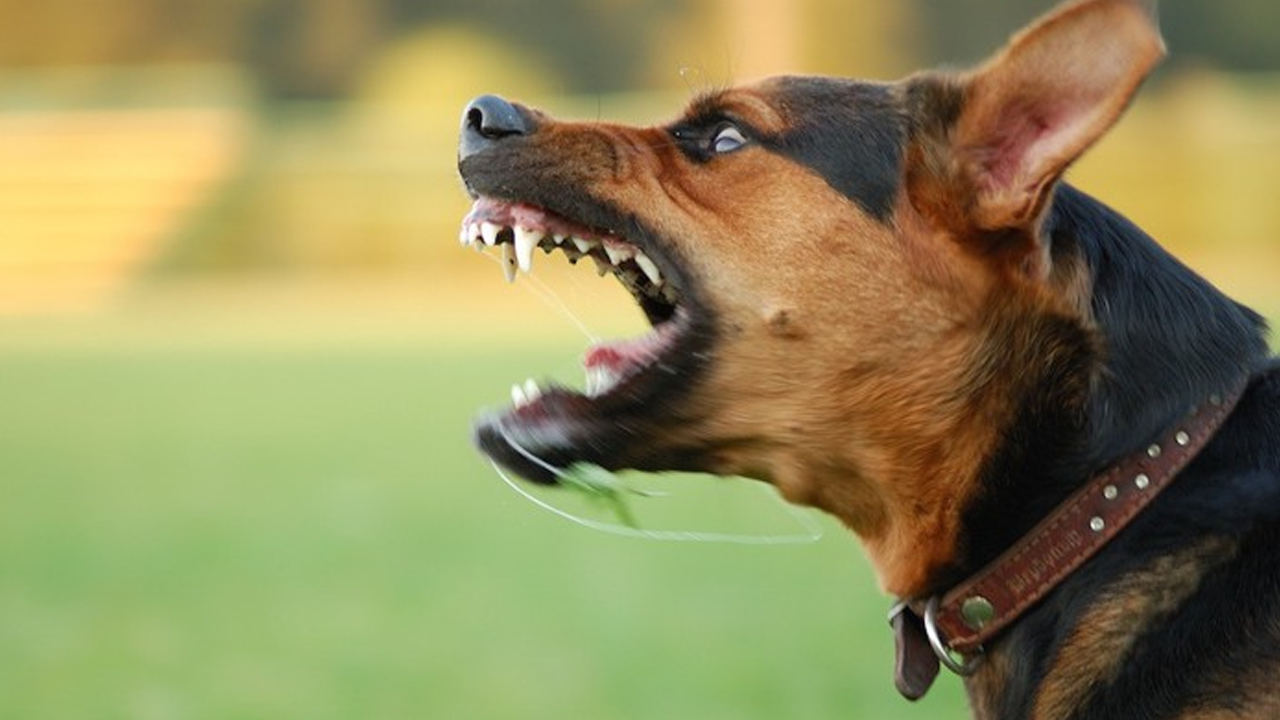 İttapar terörü! Köpeğine Taş Atan Çocuğu Döverek Öldürdü!