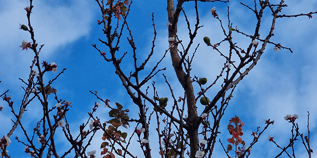 İyi görünüyor ama değil! Kayısı ağacı kış ortasında çiçek açtı