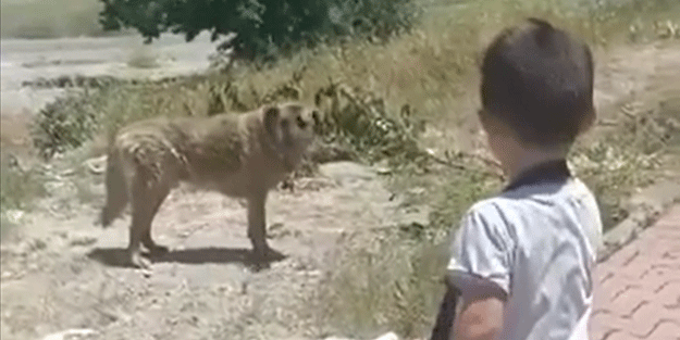İyice gözleri döndü! Cani anne, çocuğunu başıboş köpeğin yanına götürdü sonrası korkunç