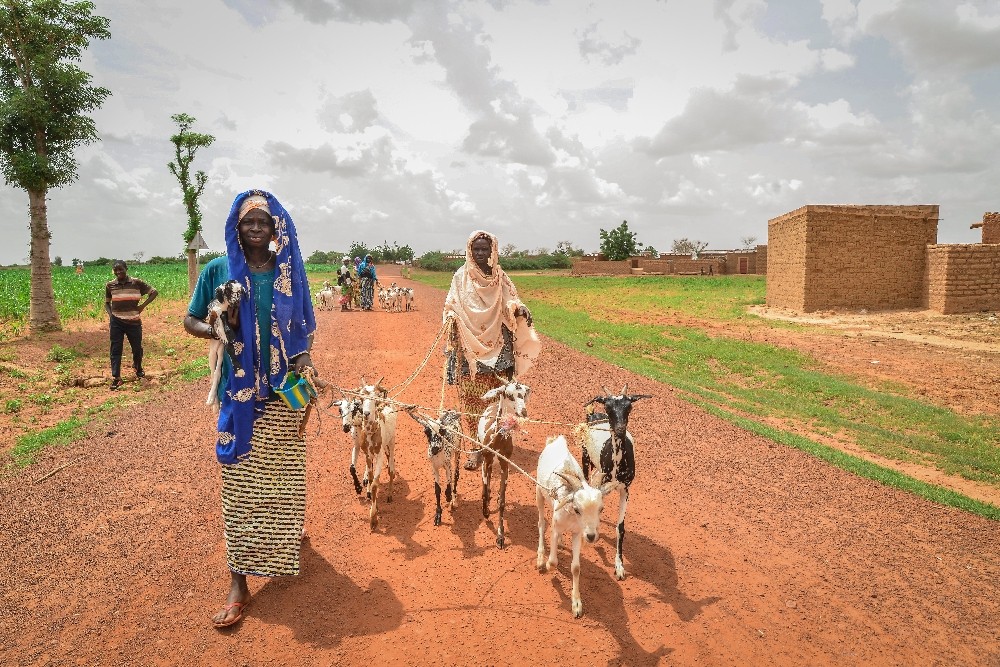 İyilik Derneği, Afrika’nın derdine süt keçileri ile koşuyor 
