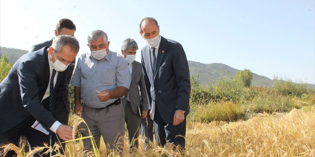İzdihama neden oluyordu, Sivas'ta binlerce dekar alanda ekimi yapıldı