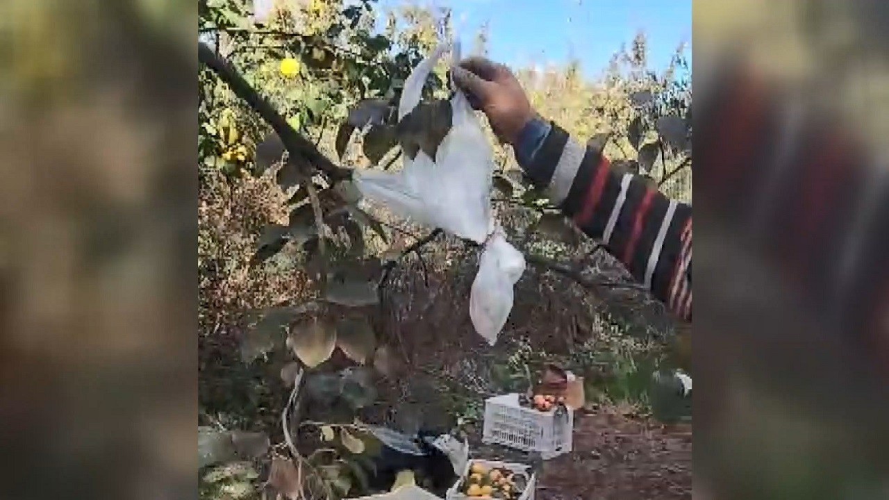 İzinsiz hurma kopartan kişiden örnek davranış!