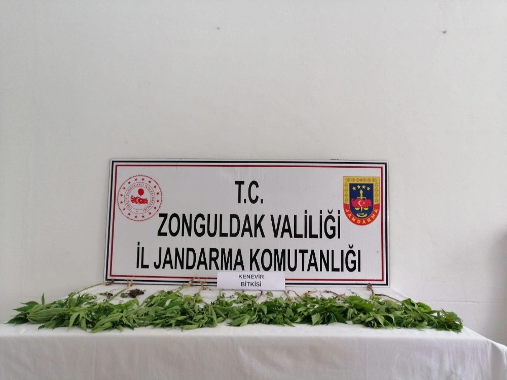 İzinsiz kenevir yetiştiren şüpheli tutuklandı 