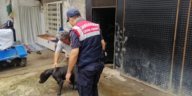 İzinsiz pitbull besleyen kişi hakkında yasal işlem yapıldı