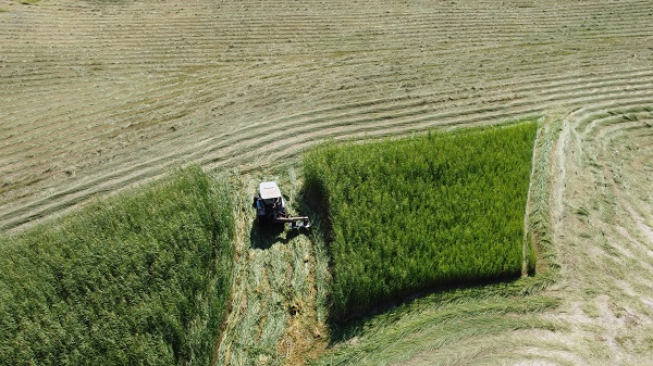 İzledikçe bağımlı yapan o video!
