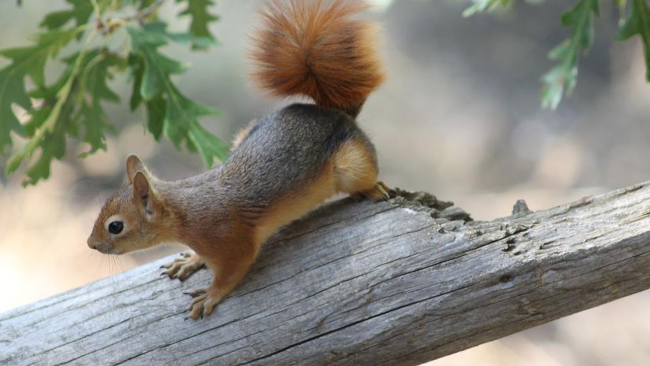 İzleyenleri gülümsetti! Minik sincap piknikçilerin misafiri oldu
