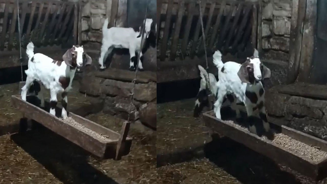 İzleyin, gününüz güzelleşsin