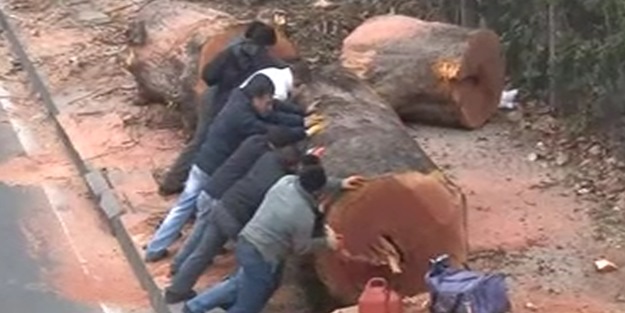 İzmir Belediyesi ağaç katliamı yaptı