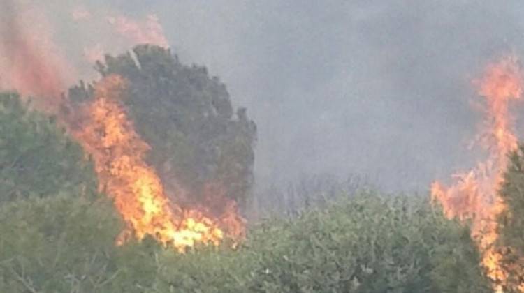İzmir Foça'da orman yangını