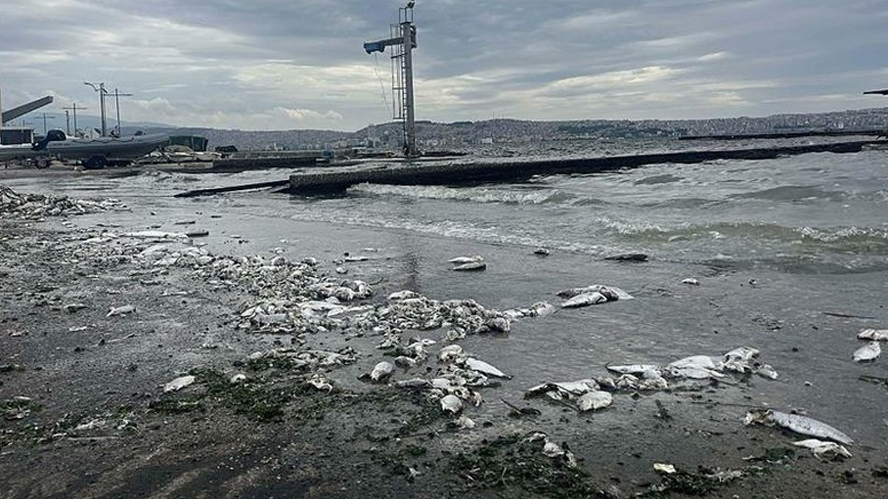 İzmir Körfez’deki kirlilik için korkutan uyarı!