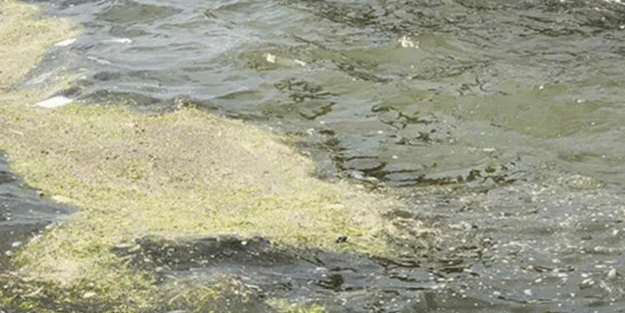 İzmir Körfezi'nde deniz marulu istilası! Uyarı yapıldı