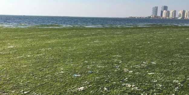 İzmir Körfezi'nde korkutan görüntü!