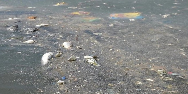 İzmir Körfezi’nde vuku bulan balık ölümlerindeki detaylar...