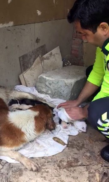İzmir polisi köpekleri yağmurdan kurtardı, elleriyle kuruladı 