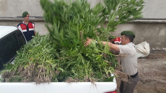 İzmir'de 1 milyonluk kenevir ele geçirildi