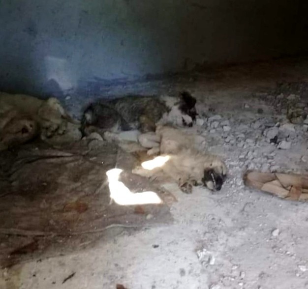 İzmir’de 12 yavru köpeğin zehirlenerek öldürüldüğü iddiası 