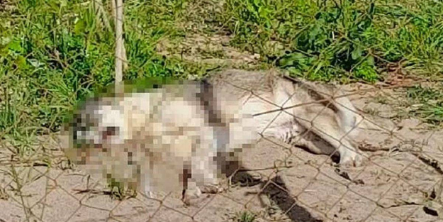 İzmir'de 5 köpeği zehirli sosisle öldürdüler!