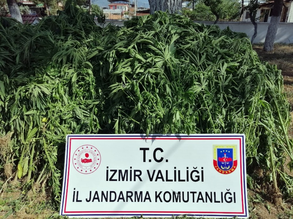 İzmir’de 875 kök kenevir bitkisi ele geçirildi 