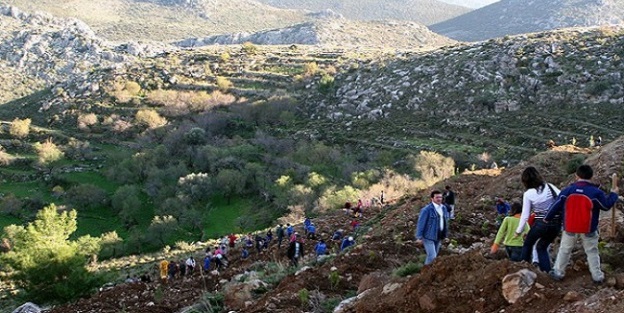 İzmir'de 96 bin sakız fidanı yeşerecek
