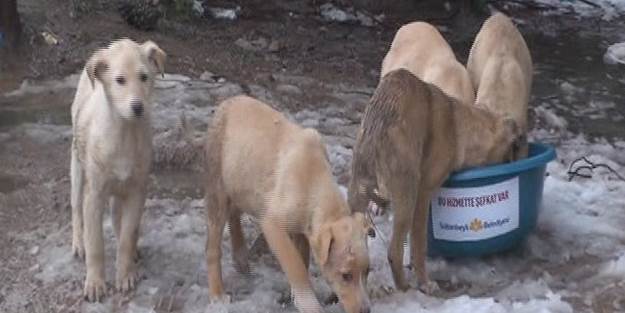 Bekçi köpeği tilkiye saldırdı! Ameliyata alındı