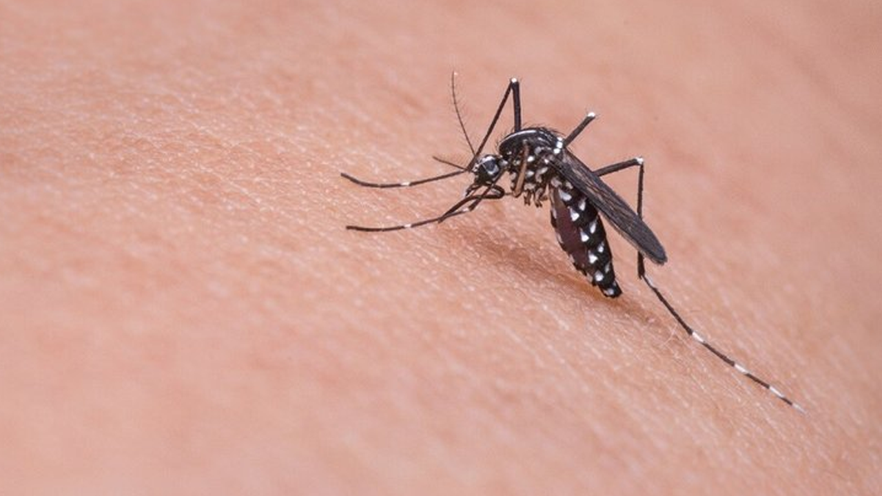 İzmir'de çöpler sebebiyle Asya Kaplan Sivrisineği tehlikesi yayılıyor!