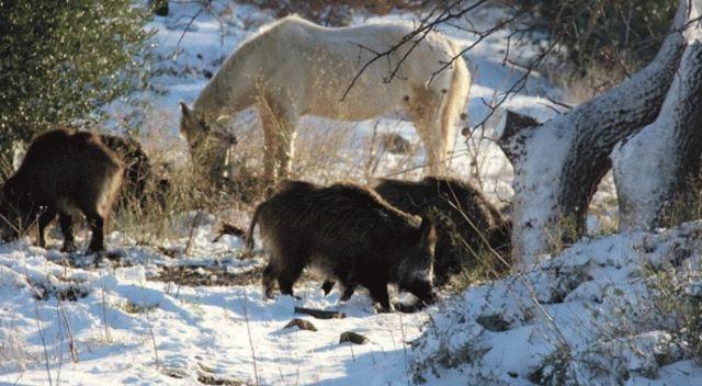 İzmir'de domuz sürüsü şehre indi