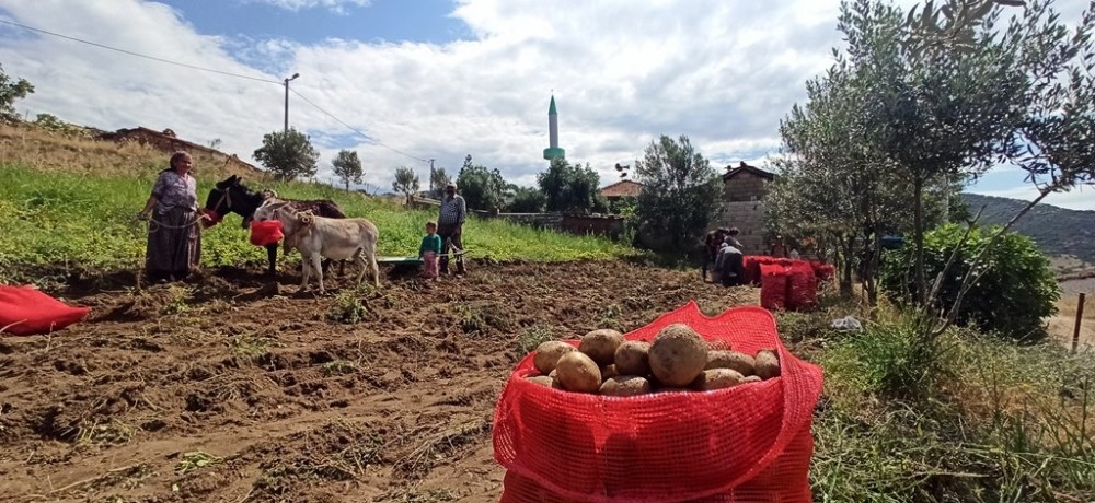 İzmir’de eşekle patates hasadı 