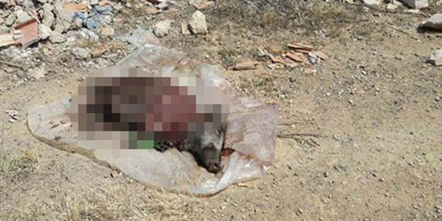 İzmir'de eti alınmış domuz leşi bulundu