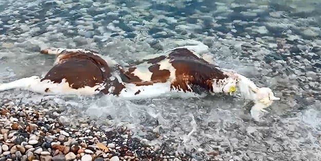 Kentte görenleri şaşkına çeviren manzara! İthal edilen hayvanın leşi kıyıya vurdu