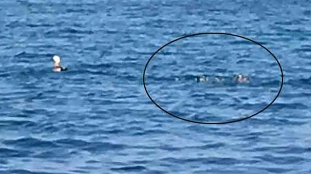 İzmir'de havaların ısınmasıyla ortaya çıktılar