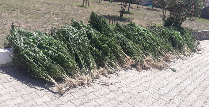 İzmir’de jandarmadan zehir tacirlerine büyük vurgun