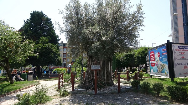 İzmir'de kesilen zeytin ağacının hikayesi! 600 yıllık ağaç başka şehre taşındı