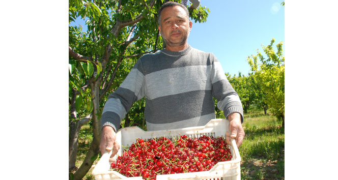 İzmir'de kirazlar toplanmaya başlandı