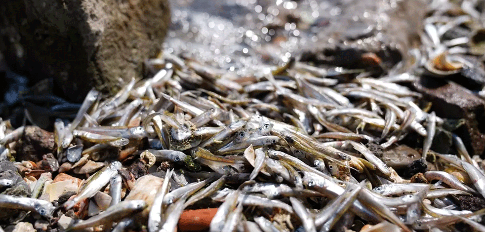 İzmir'de kirlilik sorunu büyüyor: Yüzlerce ölü balık kıyıya vurdu