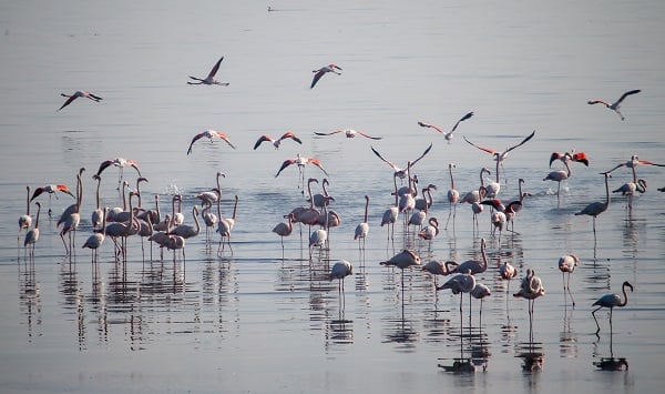 İzmir'de kış kuşu sayısında artış gözleniyor