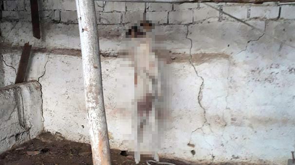 İzmir'de köpeği asarak öldürdüler