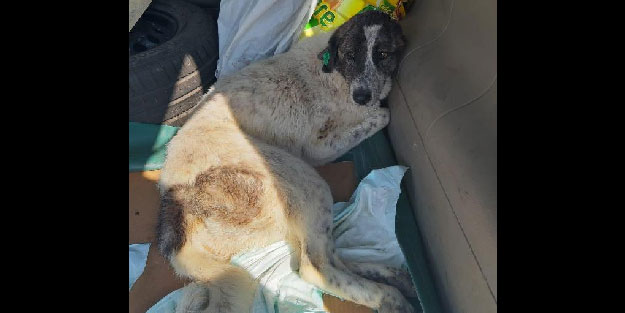 İzmir'de kürekle vurulan köpek felç kaldı