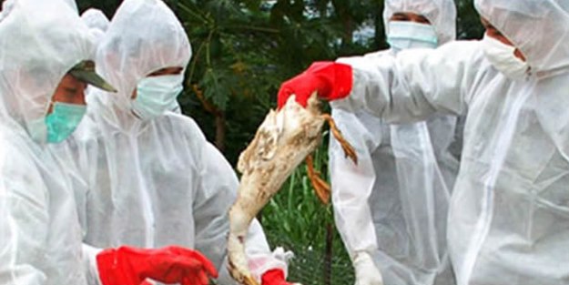 İzmir'de kuş gribi paniği