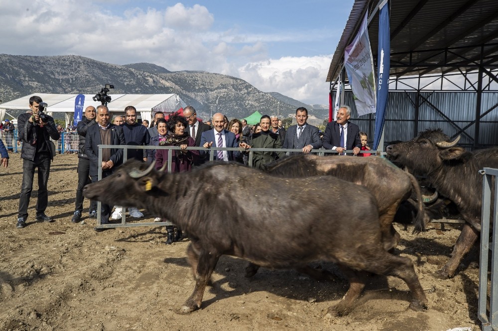 İzmir’de manda yetiştiriciliğine destek 