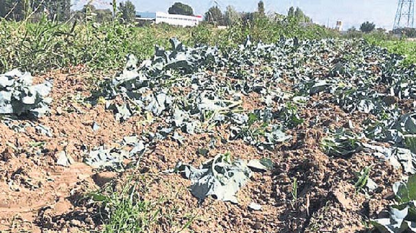 İzmir'de mide bulandıran olay! Çiftçi lağım suyu ile...
