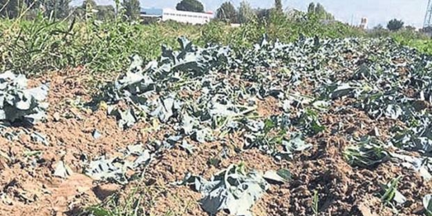 İzmir'de mide bulandıran olay! Lağım suyu ile...